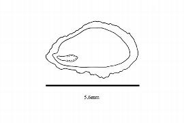  Embryo:  Eupomatia laurina ; Illustration by K. Parker, Kirkbride et al. (2006)
