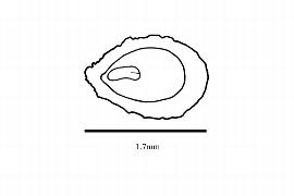  Embryo:  Euptelea pleiosperma ; Illustration by K. Parker, Kirkbride et al. (2006)
