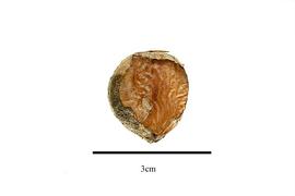  Seed:  Castanea crenata ; Photo by R. Gibbons, USDA APHIS PPQ, Kirkbride et al. (2006)
