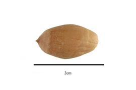  Seed:  Quercus virginiana ; Photo by R. Gibbons, USDA APHIS PPQ, Kirkbride et al. (2006)
