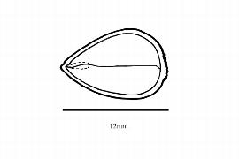  Embryo:  Castanea pumila ; Illustration by K. Parker, Kirkbride et al. (2006)
