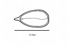  Embryo:  Castanopsis cuspidata ; Illustration by K. Parker, Kirkbride et al. (2006)
