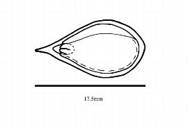  Embryo:  Fagus sylvatica ; Illustration by K. Parker, Kirkbride et al. (2006)
