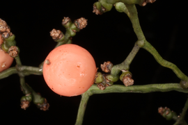   Fruit:   Flagellaria indica;  Photo by Peter B. Phillipson (MBG), gbif.org 
