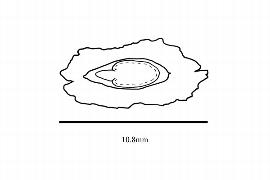  Embryo:  Fouquieria burragei ; Illustration by K. Parker, Kirkbride et al. (2006)
