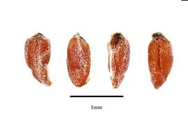  Seeds:  Frankenia juniperoides ; Photo by R. Gibbons, USDA APHIS PPQ, Kirkbride et al. (2006)
