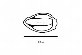  Embryo:  Frankenia juniperoides ; Illustration by K. Parker, Kirkbride et al. (2006)
