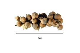  Fruit:  Garrya fremontii ; Photo by R. Gibbons, USDA APHIS PPQ, Kirkbride et al. (2006)
