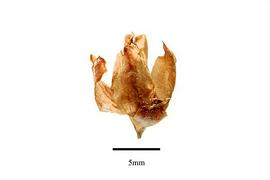  Fruit:  Geissoloma marginatum ; Photo by R. Gibbons, USDA APHIS PPQ, Kirkbride et al. (2006)
