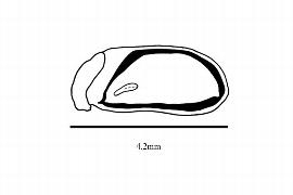  Embryo:  Geissoloma marginatum ; Illustration by K. Parker, Kirkbride et al. (2006)
