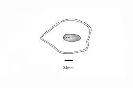  Embryo:  Canscora alata ; Illustration by K. Parker, Kirkbride et al. (2006)
