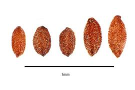  Seeds:  Saintpaulia ionantha ; Photo by R. Gibbons, USDA APHIS PPQ, Kirkbride et al. (2006)
