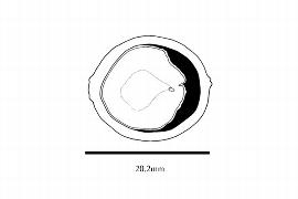  Embryo:  Ginkgo biloba ; Illustration by K. Parker, Kirkbride et al. (2006)
