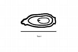  Embryo:  Escallonia pulverulenta ; Illustration by K. Parker, Kirkbride et al. (2006)
