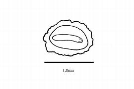  Embryo:  Phyllonoma laticuspis ; Illustration by K. Parker, Kirkbride et al. (2006)
