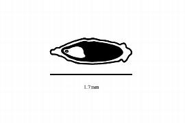  Embryo:  Quintinia serrata ; Illustration by K. Parker, Kirkbride et al. (2006)
