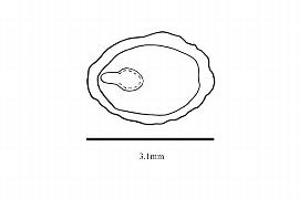  Embryo:  Ribes aureum ; Illustration by K. Parker, Kirkbride et al. (2006)
