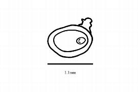  Embryo:  Tribeles  sp.; Illustration by K. Parker, Kirkbride et al. (2006)
