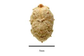  Fruit:  Grubbia tomentosa ; Photo by R. Gibbons, USDA APHIS PPQ, Kirkbride et al. (2006)
