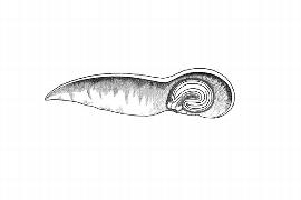  Embryo:  Codonocarpus pyramidalis ; Illustration by K. Parker, Kirkbride et al. (2006)
