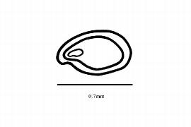  Embryo:  Gonocarpus micrantha ; Illustration by K. Parker, Kirkbride et al. (2006)
