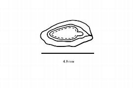  Embryo:  Altingia excelsa ; Illustration by K. Parker, Kirkbride et al. (2006)
