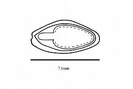  Embryo:  Hamamelis japonica ; Illustration by K. Parker, Kirkbride et al. (2006)
