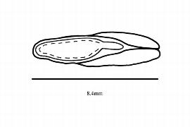  Embryo:  Liquidambar styraciflua ; Illustration by K. Parker, Kirkbride et al. (2006)
