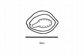  Embryo:  Loropetalum chinense ; Illustration by K. Parker, Kirkbride et al. (2006)
