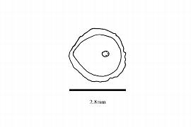   Embryo:   Hanguana malayana ; Illustration by K. Parker, Kirkbride et al. (2006) 
