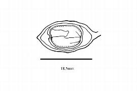  Embryo:  Sparattanthelium amazonum ; Illustration by K. Parker, Kirkbride et al. (2006)
