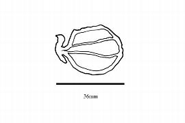  Embryo:  Hoplestigma klaineanum ; Illustration by K. Parker, Kirkbride et al. (2006)
