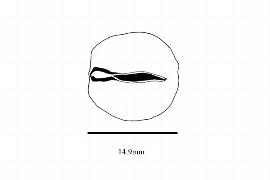  Embryo:  Afrostyrax leptidophyllus ; Illustration by K. Parker, Kirkbride et al. (2006)
