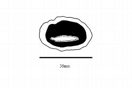  Embryo:  Endopleura uchi ; Illustration by K. Parker, Kirkbride et al. (2006)
