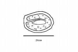  Embryo:  Schistostemon macrophyllum ; Illustration by K. Parker, Kirkbride et al. (2006)
