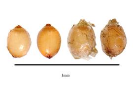  Seeds:  Hydatella filamentosa ; Photo by R. Gibbons, USDA APHIS PPQ, Kirkbride et al. (2006)
