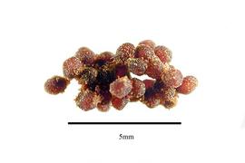  Seed:  Hydnora africana ; Photo by R. Gibbons, USDA APHIS PPQ, Kirkbride et al. (2006)
