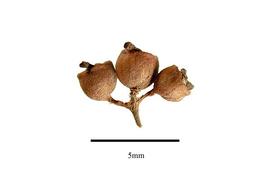  Fruit:  Hydrangea integrifolia ; Photo by R. Gibbons, USDA APHIS PPQ, Kirkbride et al. (2006)
