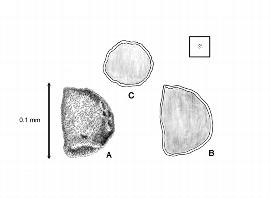   Seed, embryo:   Hydrilla verticillata  (A, seed; B, longitudinal section, embryo indiscernible; C, transection of seed); Illustration by L.E. Chandler from Gunn and Ritchie (1988) 
