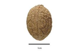  Seed:  Icacina oliviformis ; Photo by R. Gibbons, USDA APHIS PPQ, Kirkbride et al. (2006)
