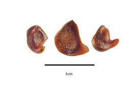   Seeds:   Iris ensata ; Photo by R. Gibbons, USDA APHIS PPQ, Kirkbride et al. (2006) 
