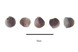   Seeds:   Trimezia martinicensis ; Photo by R. Gibbons, USDA APHIS PPQ, Kirkbride et al. (2006) 
