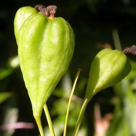   Fruits:   Iris domestica ; Photo by G. Davidse, Missouri Botanical Garden, eol.org
