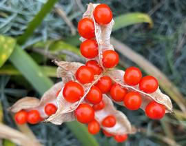   Fruit, seeds:   Iris foetidissima ; Photo by M. Islam, Colorado State University 
