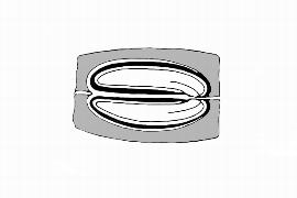   Embryo:   Desbordesia glaucescens ; Illustration by K. Parker, Kirkbride et al. (2006)
