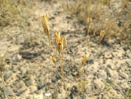   Infrutescence:   Ixiolirion tataricum ; Photo by ruslan, gbif.org
