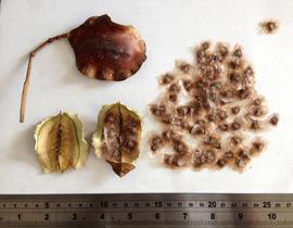   Fruit, seeds:   Jacaranda  sp.; Photot by Gussisaurio, wikimedia commons
