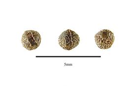   Seeds:   Joinvillea ascendens ; Photo by R. Gibbons, USDA APHIS PPQ, Kirkbride et al. (2006) 
