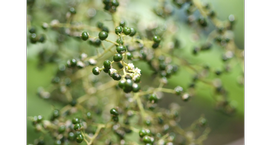   Fruit:   Joinvillea plicata ; Photo by Pierre-Louis Stenger, gbif.org
