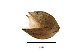  Fruit:  Carya glabra ; Photo by R. Gibbons, USDA APHIS PPQ, Kirkbride et al. (2006)
